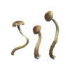 Golden Teachers Magic Mushrooms