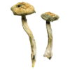 Lizard King Magic Mushrooms