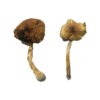 Malabar Magic Mushrooms