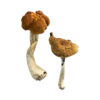Malabar Magic Mushrooms