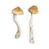 Mazatapec Magic Mushrooms