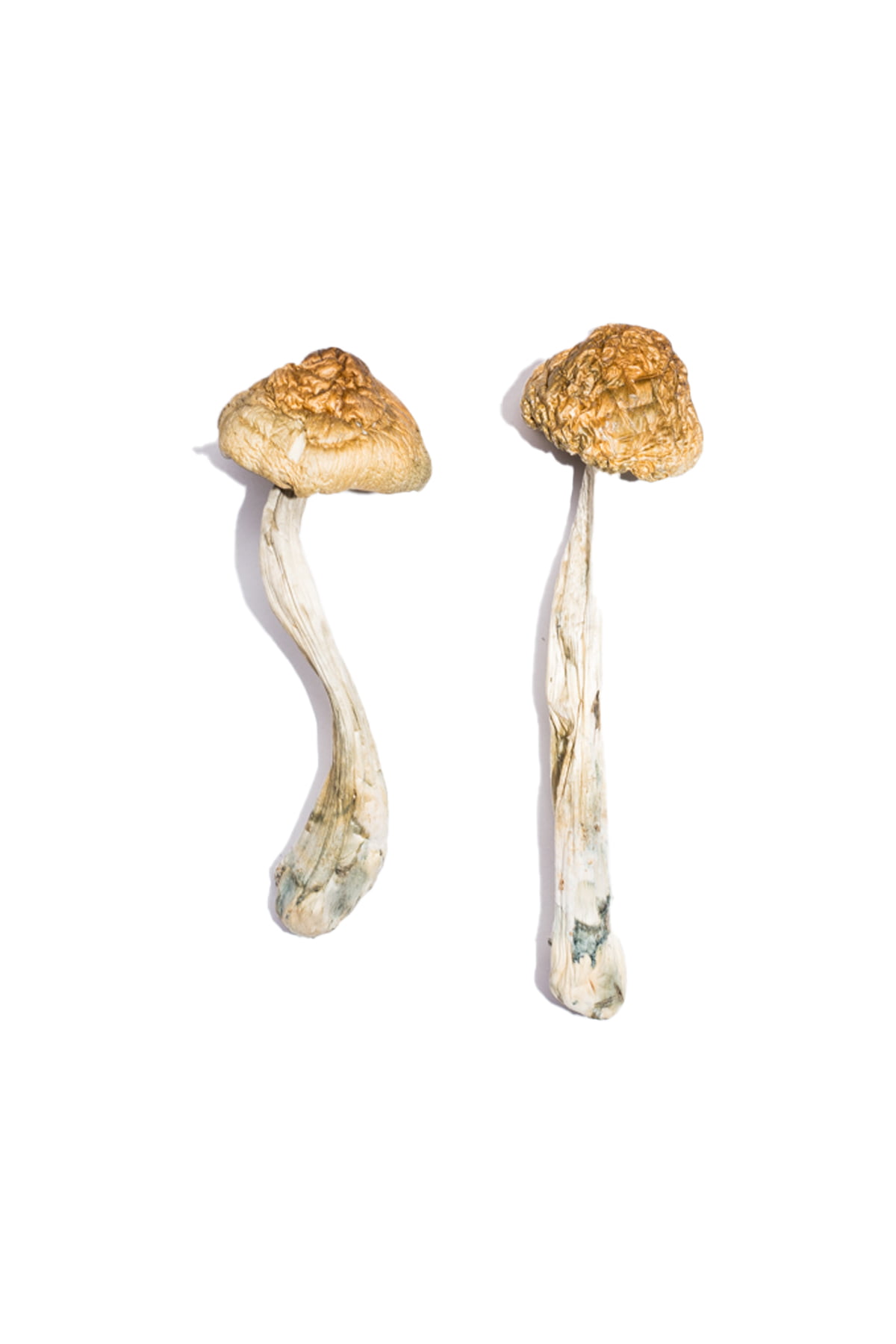 McKennaii Magic Mushrooms McKennaii Magic Mushrooms