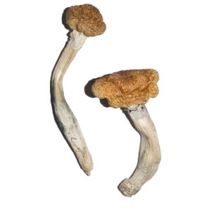 Vietnamese Magic Mushrooms Vietnamese Magic Mushrooms